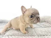 Ellie, a female French Bulldog for sale in Corona, CA – 7 of 10
