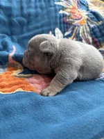 Bronco , a male French Bulldog for sale in Corona, CA – 6 of 10