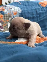 Dali, a female French Bulldog for sale in Corona, CA – 7 of 9
