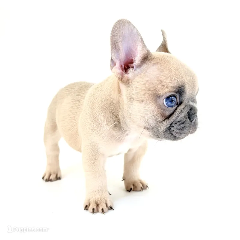 Lucy – French Bulldog puppy for sale in Corona, CA