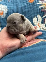 Bronco , a male French Bulldog for sale in Corona, CA – 7 of 10