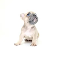 Lucy, a female French Bulldog for sale in Corona, CA – 10 of 10
