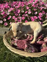 Jasper, a male Labrador Retriever for sale in Waynesboro, PA – 2 of 5