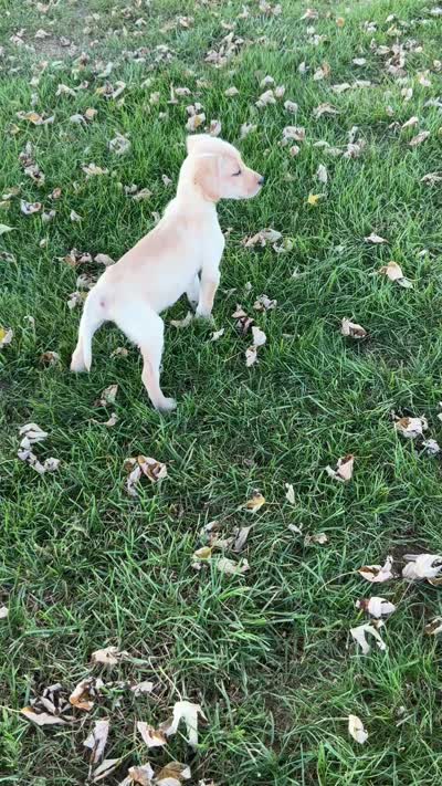 Jasper, a male Labrador Retriever for sale in Waynesboro, PA – 5 of 5