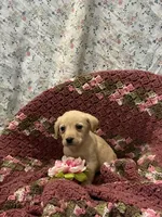 Twinkles, a female Labrador Retriever for sale in Waynesboro, PA – Photo 2 of 3