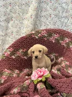 Twinkles, a female Labrador Retriever for sale in Waynesboro, PA – Photo 3 of 3