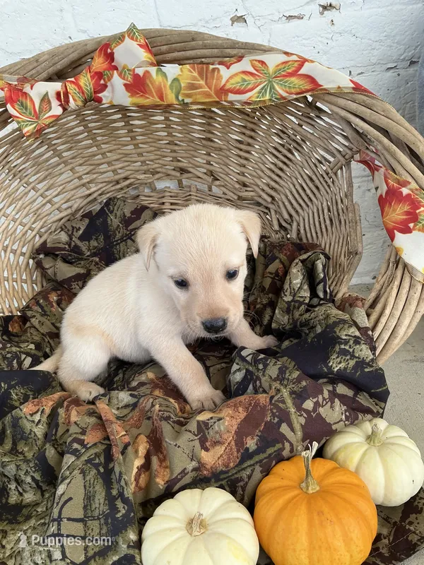 Tesa – Labrador Retriever puppy for sale in Waynesboro, PA