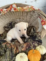 Tesa, a female Labrador Retriever for sale in Waynesboro, PA – 1 of 3