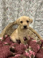 Trixy, a male Labrador Retriever for sale in Waynesboro, PA – Photo 2 of 2