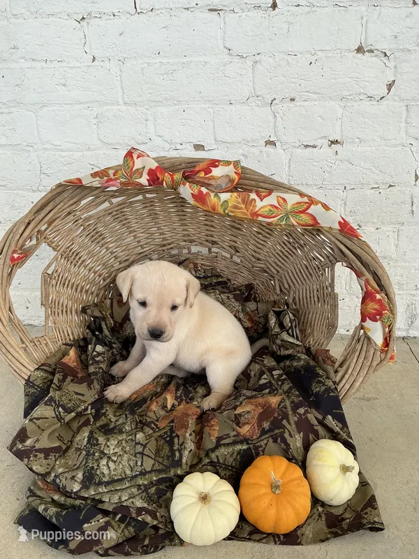 Tracy – Labrador Retriever puppy for sale in Waynesboro, PA