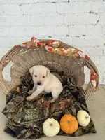 Tracy, a female Labrador Retriever for sale in Waynesboro, PA – 1 of 2