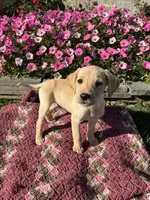 Jip, a male Labrador Retriever for sale in Waynesboro, PA – 3 of 4