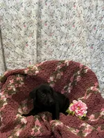 Tonya, a female Labrador Retriever for sale in Waynesboro, PA – Photo 2 of 2