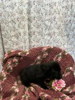 Tonya, a female Labrador Retriever for sale in Waynesboro, PA – Photo 1 of 2