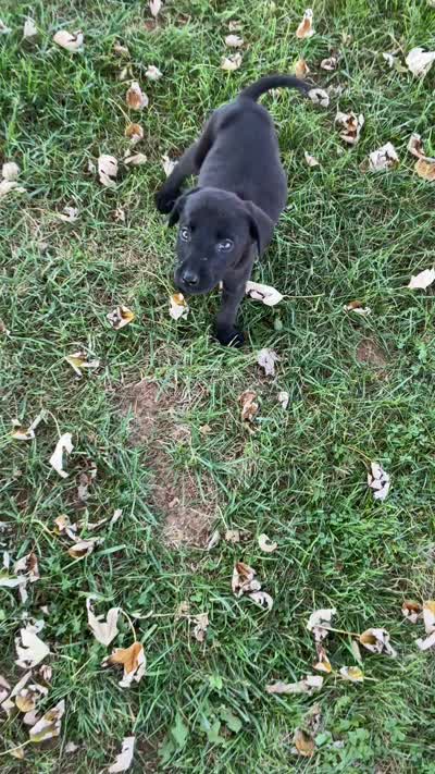 Jack , a male Labrador Retriever for sale in Waynesboro, PA – 5 of 5