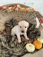 Tesa, a female Labrador Retriever for sale in Waynesboro, PA – 2 of 3
