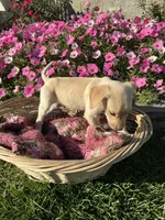 Jasper, a male Labrador Retriever for sale in Waynesboro, PA – 3 of 5