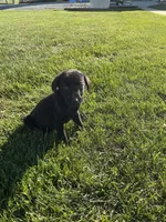 Jack , a male Labrador Retriever for sale in Waynesboro, PA – 3 of 5