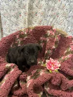 Tucker, a male Labrador Retriever for sale in Waynesboro, PA – Photo 2 of 2