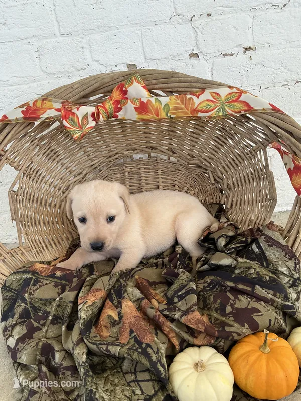 Tammy – Labrador Retriever puppy for sale in Waynesboro, PA