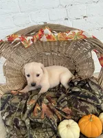 Tammy, a female Labrador Retriever for sale in Waynesboro, PA – 1 of 3