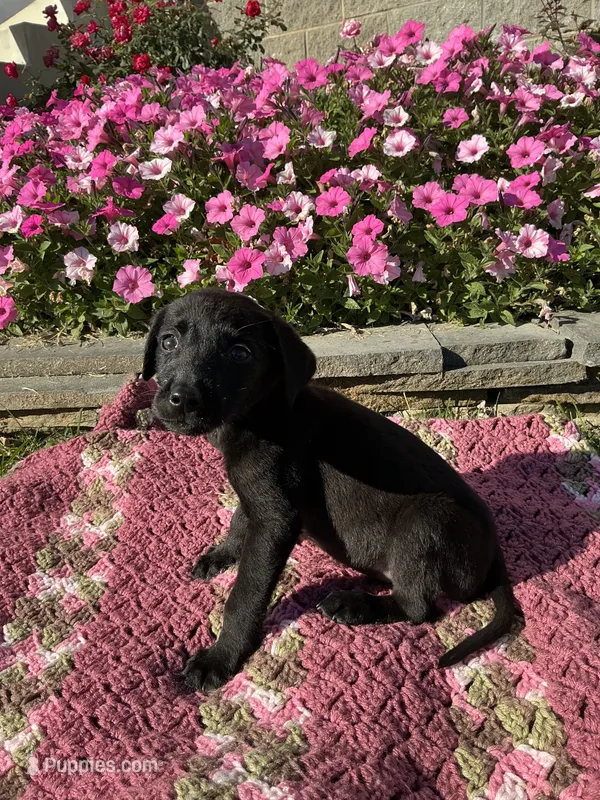 Jack  – Labrador Retriever puppy for sale in Waynesboro, PA