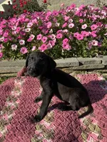 Jack , a male Labrador Retriever for sale in Waynesboro, PA – 1 of 5