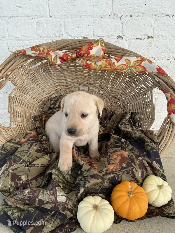 Tina – Labrador Retriever puppy for sale in Waynesboro, PA