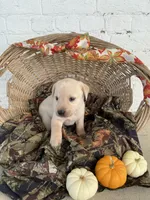 Tina, a female Labrador Retriever for sale in Waynesboro, PA – 1 of 3
