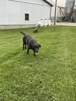 Jasper, a male Labrador Retriever for sale in Waynesboro, PA – 4 of 5