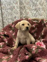 Terry, a male Labrador Retriever for sale in Waynesboro, PA – Photo 1 of 2