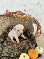 Tracy, a female Labrador Retriever for sale in Waynesboro, PA – 2 of 2