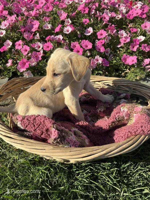 Jasper – Labrador Retriever puppy for sale in Waynesboro, PA
