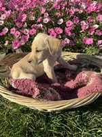 Jasper, a male Labrador Retriever for sale in Waynesboro, PA – 1 of 5