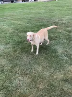Tesa, a female Labrador Retriever for sale in Waynesboro, PA – 3 of 3