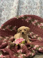 Tessa, a female Labrador Retriever for sale in Waynesboro, PA – Photo 1 of 2