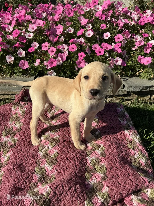 Jip – Labrador Retriever puppy for sale in Waynesboro, PA