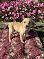 Jip, a male Labrador Retriever for sale in Waynesboro, PA – 1 of 4