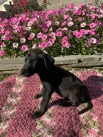 Jack , a male Labrador Retriever for sale in Waynesboro, PA – 2 of 5