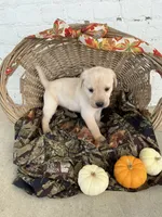 Tina, a female Labrador Retriever for sale in Waynesboro, PA – 2 of 3