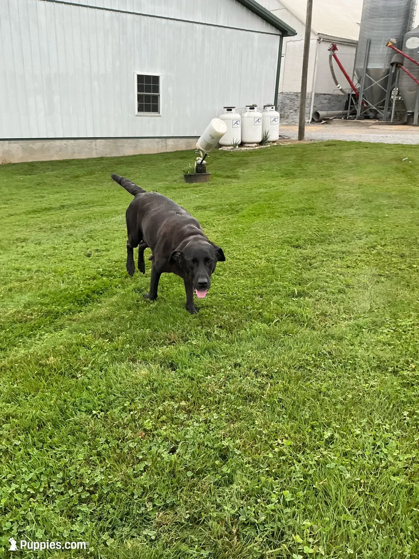 Jack , a male Labrador Retriever for sale in Waynesboro, PA – 4 of 5