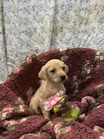 Tina, a female Labrador Retriever for sale in Waynesboro, PA – Photo 1 of 2