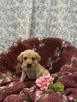 Tina, a female Labrador Retriever for sale in Waynesboro, PA – Photo 2 of 2