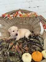 Tammy, a female Labrador Retriever for sale in Waynesboro, PA – 2 of 3