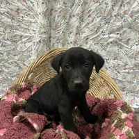 Tony, a male Labrador Retriever for sale in Waynesboro, PA – Photo 2 of 2