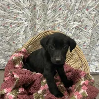 Tony, a male Labrador Retriever for sale in Waynesboro, PA – Photo 1 of 2
