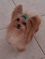 Danny, a male Yorkshire Terrier for sale in Hoboken, NJ – Photo 3 of 4