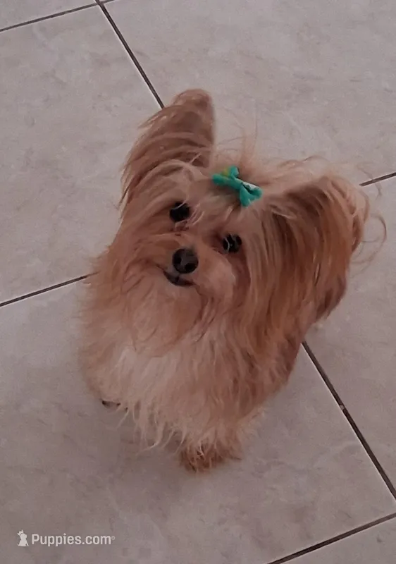 Danny, a male Yorkshire Terrier for sale in Hoboken, NJ – Photo 1 of 4