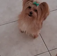 Danny, a male Yorkshire Terrier for sale in Hoboken, NJ – Photo 2 of 4