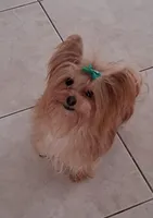 Danny, a male Yorkshire Terrier for sale in Hoboken, NJ – Photo 4 of 4